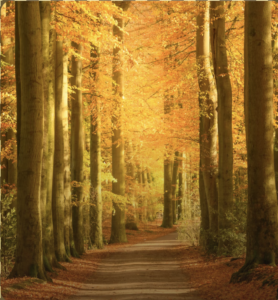 Fall Equinox Future : You, Choose You!